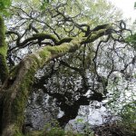 Inchmahome (F. Ceragioli)